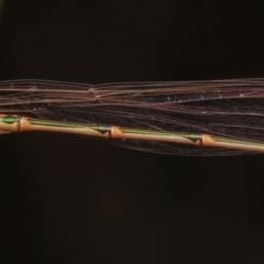 Austrolestes analis (Slender Ringtail) at Hackett, ACT - 5 Dec 2021 by Boagshoags