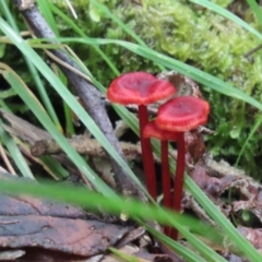 Cruentomycena viscidocruenta (Ruby Mycena) at Paddys River, ACT - 5 Dec 2021 by SandraH