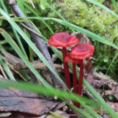 Cruentomycena viscidocruenta (Ruby Mycena) at Paddys River, ACT - 5 Dec 2021 by SandraH