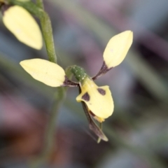 Diuris sulphurea at Booth, ACT - suppressed