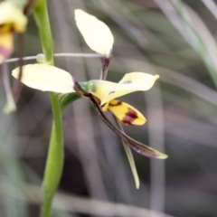 Diuris sulphurea at Booth, ACT - suppressed