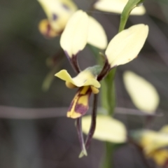 Diuris sulphurea at Booth, ACT - suppressed