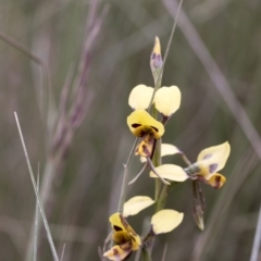 Diuris sulphurea at Booth, ACT - suppressed