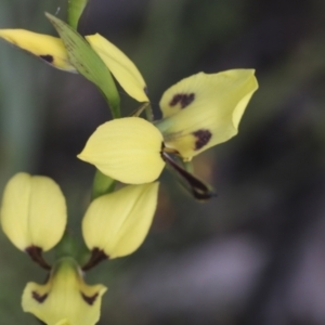 Diuris sulphurea at Mount Clear, ACT - suppressed