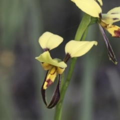 Diuris sulphurea at Mount Clear, ACT - suppressed