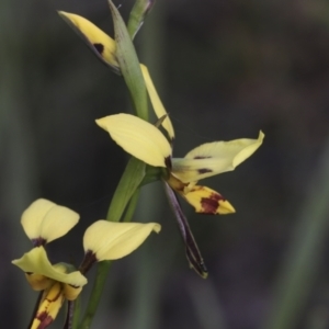 Diuris sulphurea at Mount Clear, ACT - suppressed