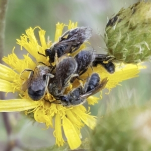 Lasioglossum (Chilalictus) lanarium at Weston, ACT - 5 Dec 2021 05:49 PM