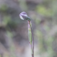 Thelymitra (genus) (sun orchids) at Mount Clear, ACT - 5 Dec 2021 by AlisonMilton