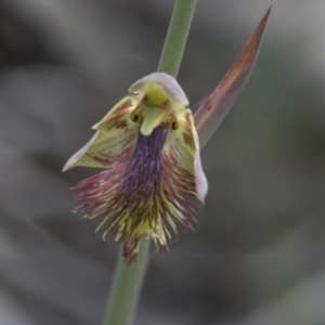 Calochilus montanus at Mount Clear, ACT - suppressed