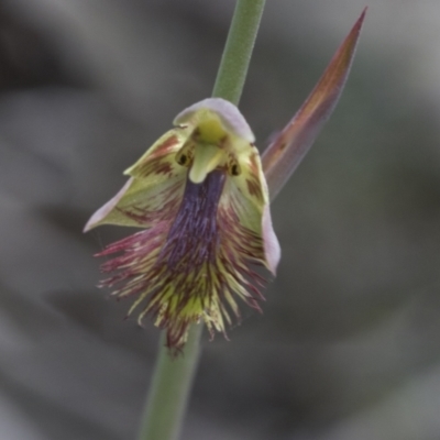 Calochilus montanus (Copper Beard Orchid) at Mount Clear, ACT - 5 Dec 2021 by AlisonMilton