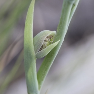 Calochilus montanus at Mount Clear, ACT - suppressed