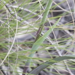 Calochilus montanus at Mount Clear, ACT - suppressed