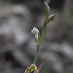 Calochilus montanus at Mount Clear, ACT - suppressed