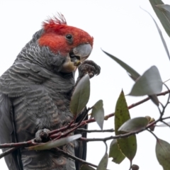 Callocephalon fimbriatum (Gang-gang Cockatoo) at Cotter River, ACT - 5 Dec 2021 by trevsci