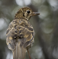 Zoothera lunulata (Bassian Thrush) at Cotter River, ACT - 5 Dec 2021 by trevsci