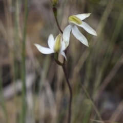 Caladenia sp. (A Caladenia) at Cotter River, ACT - 5 Dec 2021 by trevsci