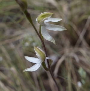 Caladenia sp. at Cotter River, ACT - suppressed