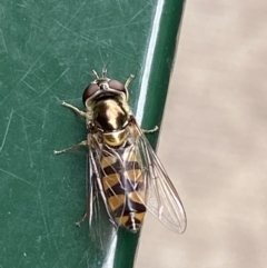 Simosyrphus grandicornis (Common hover fly) at Queanbeyan, NSW - 6 Dec 2021 by FeralGhostbat