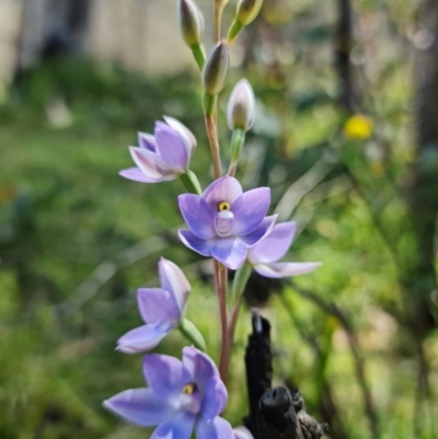 Thelymitra sp. (nuda complex) (Sun Orchid) at Paddys River, ACT - 4 Dec 2021 by RobG1