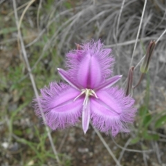 Thysanotus tuberosus subsp. tuberosus (Common Fringe-lily) at Fisher, ACT - 5 Dec 2021 by MatthewFrawley