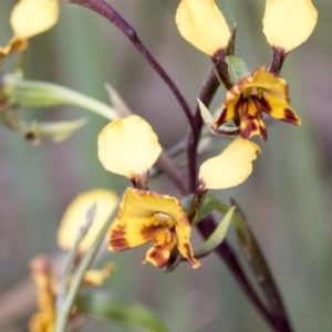 Diuris semilunulata at Mount Clear, ACT - suppressed