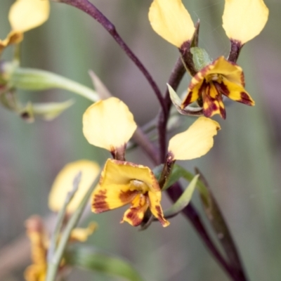 Diuris semilunulata (Late Leopard Orchid) at Mount Clear, ACT - 5 Dec 2021 by AlisonMilton