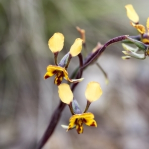 Diuris semilunulata at Mount Clear, ACT - 5 Dec 2021