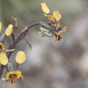 Diuris semilunulata at Mount Clear, ACT - 5 Dec 2021