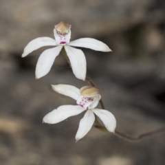 Caladenia moschata (Musky Caps) at Mount Clear, ACT - 5 Dec 2021 by AlisonMilton