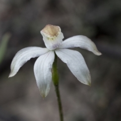 Caladenia moschata at Mount Clear, ACT - suppressed