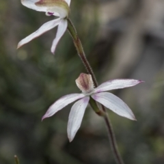 Caladenia moschata at Mount Clear, ACT - suppressed