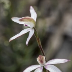 Caladenia moschata at Mount Clear, ACT - suppressed