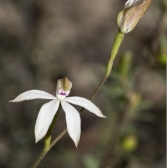 Caladenia moschata at Mount Clear, ACT - suppressed