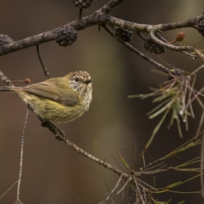 Acanthiza lineata (Striated Thornbill) at Nadgigomar Nature Reserve - 3 Dec 2021 by trevsci