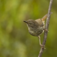 Sericornis frontalis (White-browed Scrubwren) at Nadgigomar Nature Reserve - 3 Dec 2021 by trevsci