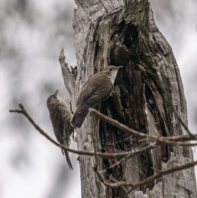 Cormobates leucophaea (White-throated Treecreeper) at Lower Boro, NSW - 3 Dec 2021 by trevsci