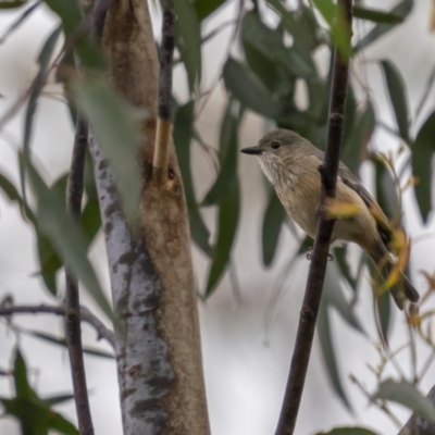 Pachycephala rufiventris (Rufous Whistler) at Lower Boro, NSW - 3 Dec 2021 by trevsci