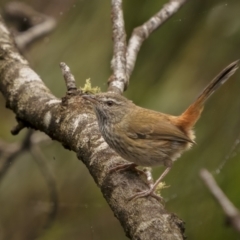 Hylacola pyrrhopygia (Chestnut-rumped Heathwren) at Lower Boro, NSW - 4 Dec 2021 by trevsci