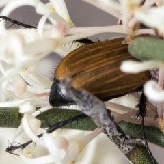 Phyllotocus rufipennis (Nectar scarab) at Yaouk, NSW - 5 Dec 2021 by AlisonMilton