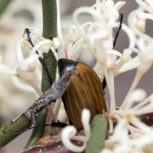 Phyllotocus rufipennis at Yaouk, NSW - 5 Dec 2021