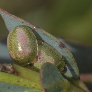 Paropsisterna fastidiosa at Yaouk, NSW - 5 Dec 2021