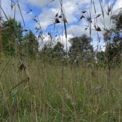 Themeda triandra (Kangaroo Grass) at Duffy, ACT - 6 Dec 2021 by AJB