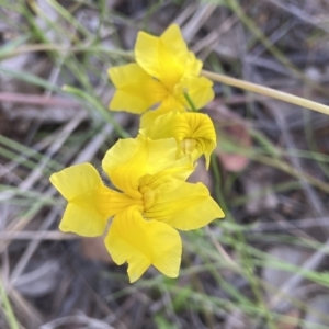 Goodenia pinnatifida at Duffy, ACT - 6 Dec 2021