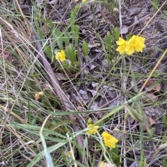 Goodenia pinnatifida at Duffy, ACT - 6 Dec 2021