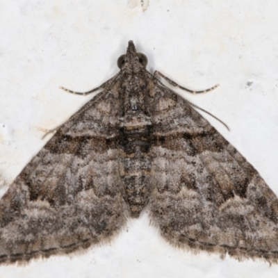 Phrissogonus laticostata (Apple looper moth) at Melba, ACT - 24 Sep 2021 by kasiaaus