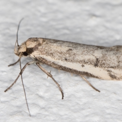 Philobota mathematica group undescribed species. (A concealer moth) at Melba, ACT - 24 Sep 2021 by kasiaaus