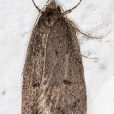 Chezala privatella (A Concealer moth) at Melba, ACT - 25 Sep 2021 by kasiaaus
