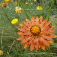 Xerochrysum viscosum (Sticky Everlasting) at Hackett, ACT - 6 Dec 2021 by UserYYUcWrIf