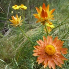 Xerochrysum viscosum at Hackett, ACT - 6 Dec 2021