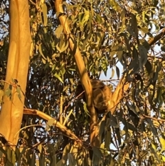 Phascolarctos cinereus (Koala) at Beechworth, VIC - 6 Dec 2021 by Alburyconservationcompany